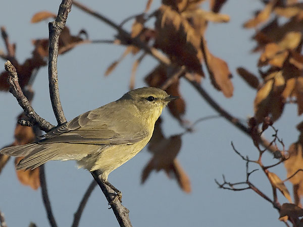 Tiltaltti, Common Chiffchaff, Phylloscopus collybita
